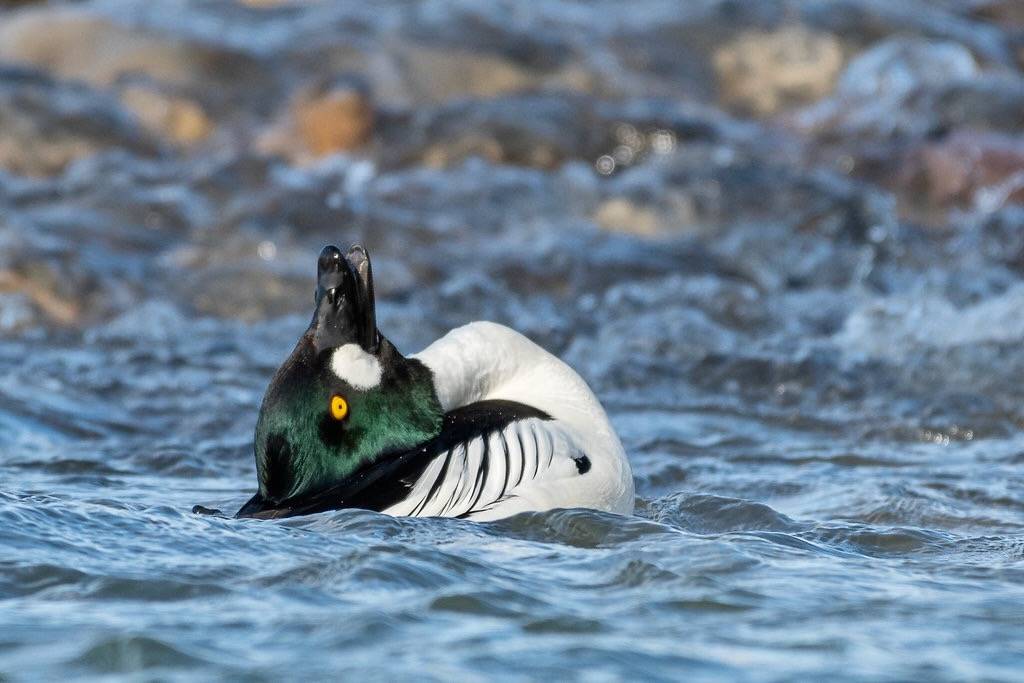 Which Yoga pose is this? by airboy123 is licensed under CC BY-NC-SA 2.0